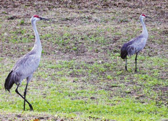 A pair of noisy sandhill cranes came to visit during breakfast.