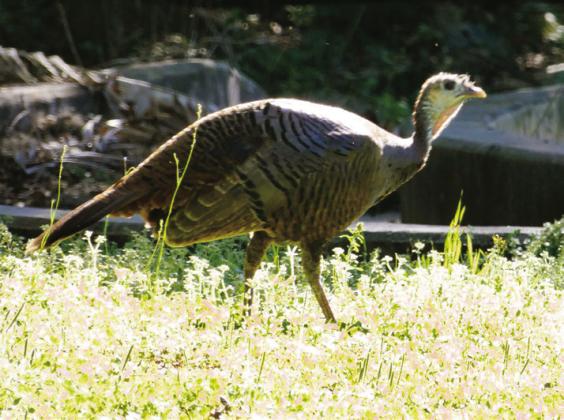 Wild turkeys are quite adept at recognizing places where they are safe during the spring hunting season.