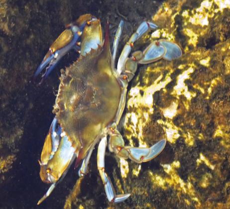 Blue crabs hang out in the vents or “boils” at Salt Springs. But crab boils are a somewhat different thing. Tasty, though.