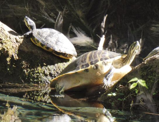 The water-level branches of live oaks are favorite sunning places for turtles at Fern Hammock.
