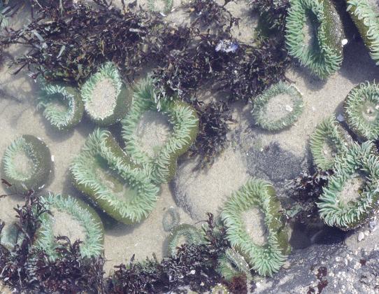 Sea anemones in tidepools are fascinating to some of us.