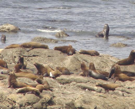 Seals and sea lions are prone to squabbling over the most comfortable piece of rock.
