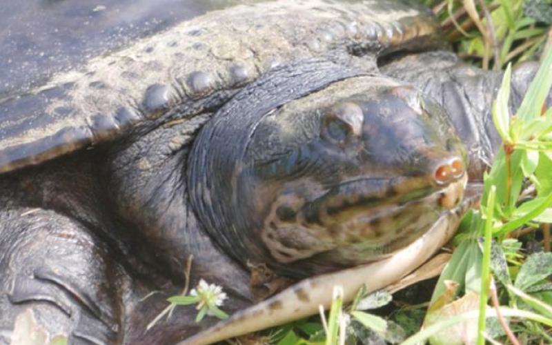 This softshell turtle is a handsome fellow—according to his mother.