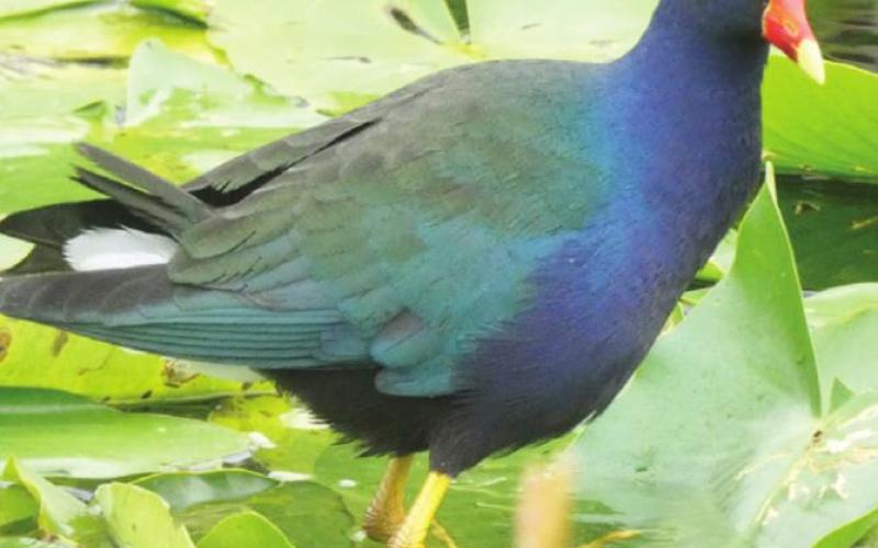 The purple gallinule is Shirley’s favorite. Very long toes allow him to walk on lily pads without sinking.