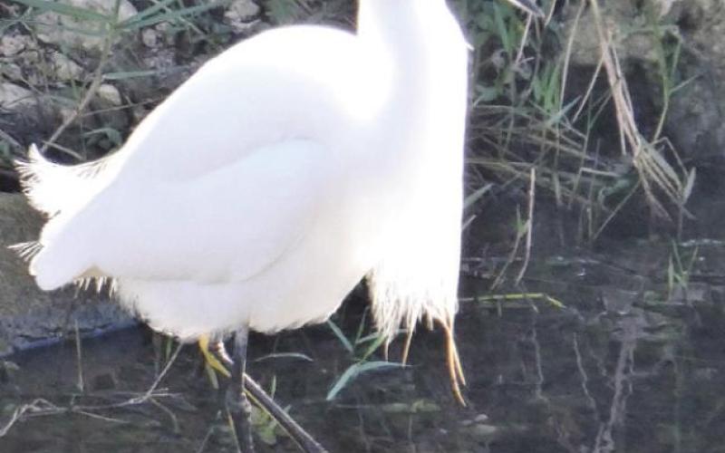 The snowy egret is easy to distinguish from other varieties by her golden slippers.