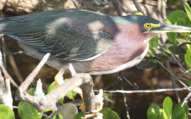 The green heron’s neck is held tucked in, looking short, until he leans over to spear a fish without leaving his perch.