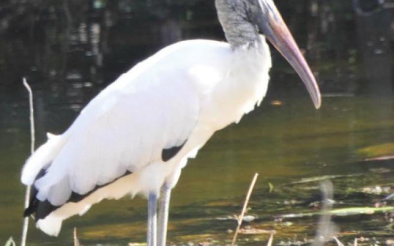The wood stork is still an endangered species, but quite a few hang out on the road to Bear Island.