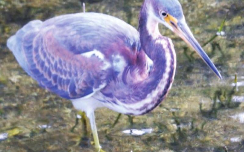 This tri-color heron was hanging out at Bear Island. Saw none in Everglades NP.