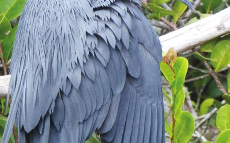 The little blue heron is distinguished from the great blue heron by...Well, I’m betting you can guess.