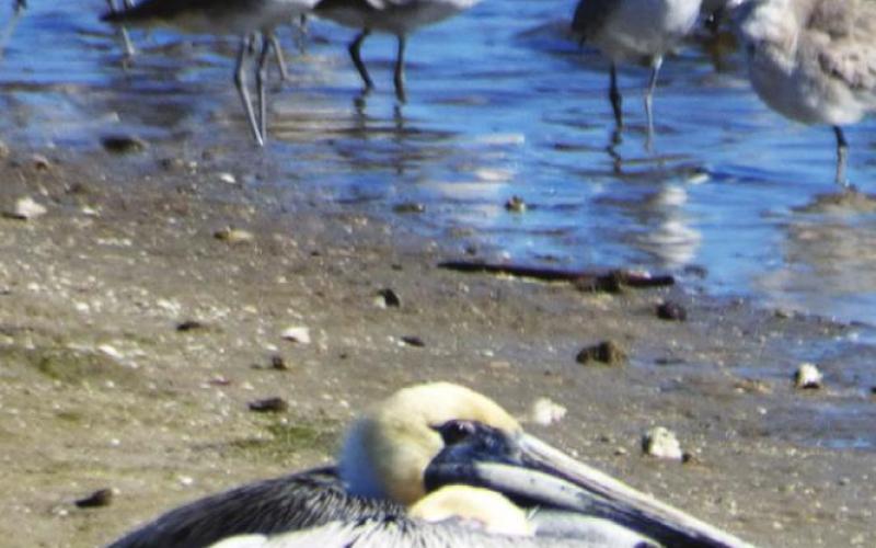 Brown pelicans are solo hunters that hover and dive to catch their fish.