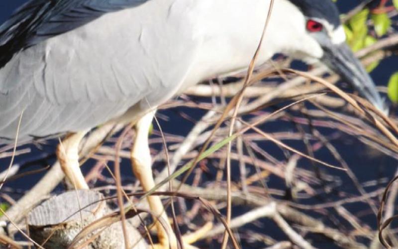 Black crowned night herons were all along the Tamiami Trail.