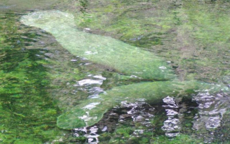 Seeing some manatees was nice but didn’t compensate for losing a quart of blood to the ‘skeeters.
