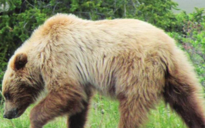 Grizzly bears in Alaska were so common that Shirley started saying, “Poo! He’s just a little one.”