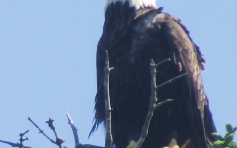 At Anchor Point, the eagles came to perch directly over our campsite.