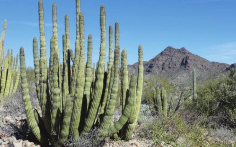 Organ Pipe Cactus National Monument, right on the Mexican border, was recommended by fellow RVers in 2012. We were a little skeptical at first, but it has become our primary winter destination ever since.