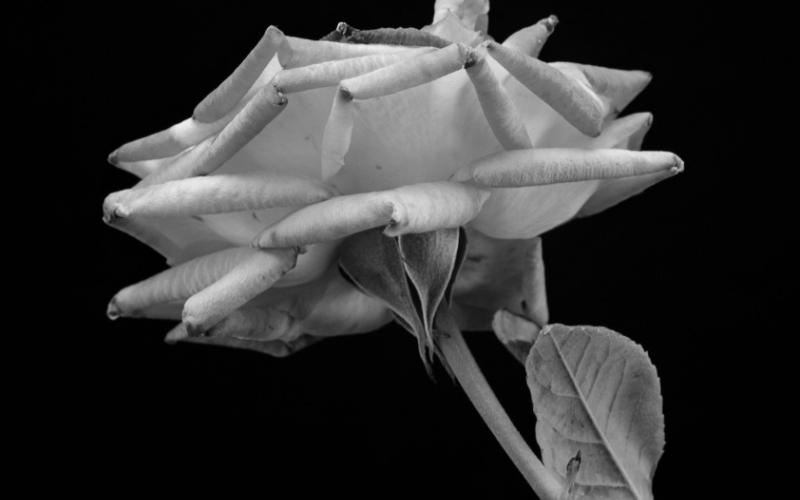 Roses in the desert