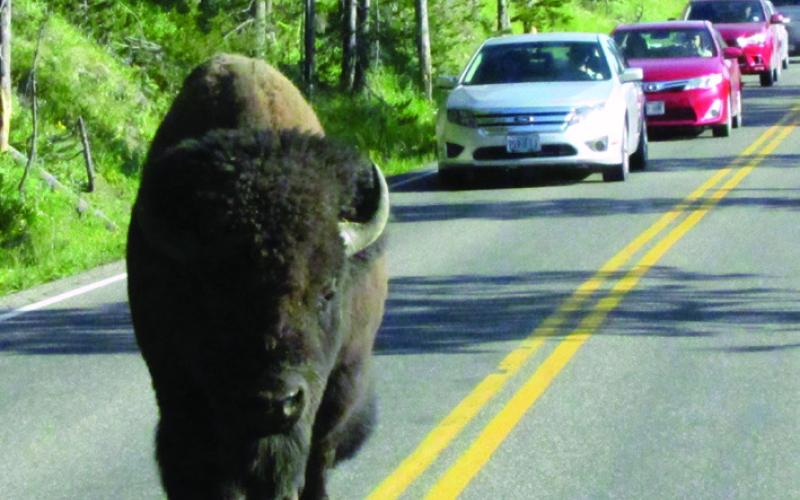 Probably not a good idea to argue with him about who has the right of way.