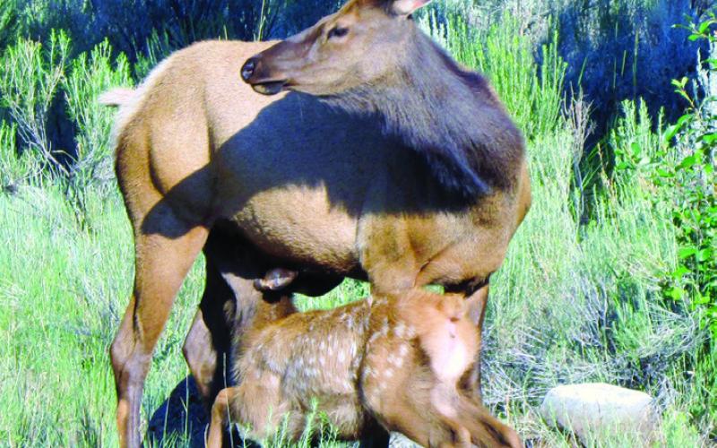 Elk cows are especially alert for threats during the calving season. Don’t act like a threat by trying to get close.