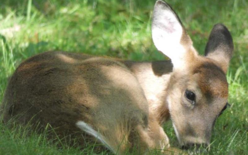 Deer are so accustomed to people that sometimes the fawns don’t even bother to get up and move away.