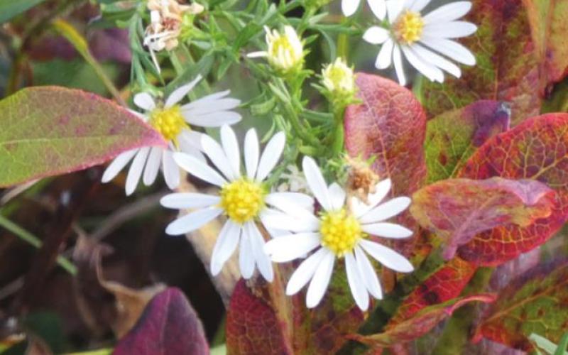 Some wildflowers hang on even when the leaves begin to turn in the fall.