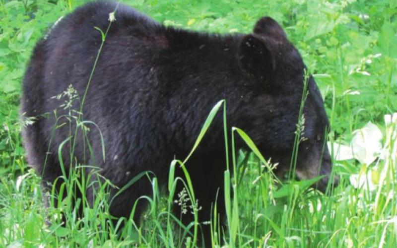 This little cub came wandering through the campground. No sign of Mama Bear who was probably off dealing with Goldilocks.