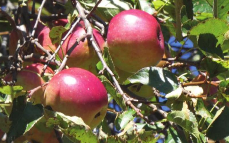 There are still scattered apple trees all along the Blue Ridge left over from the vacated homesteads.