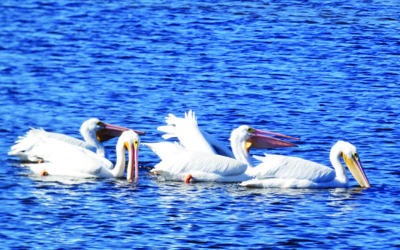 White pelicans fish cooperatively by herding their prey like a pack of wolves.