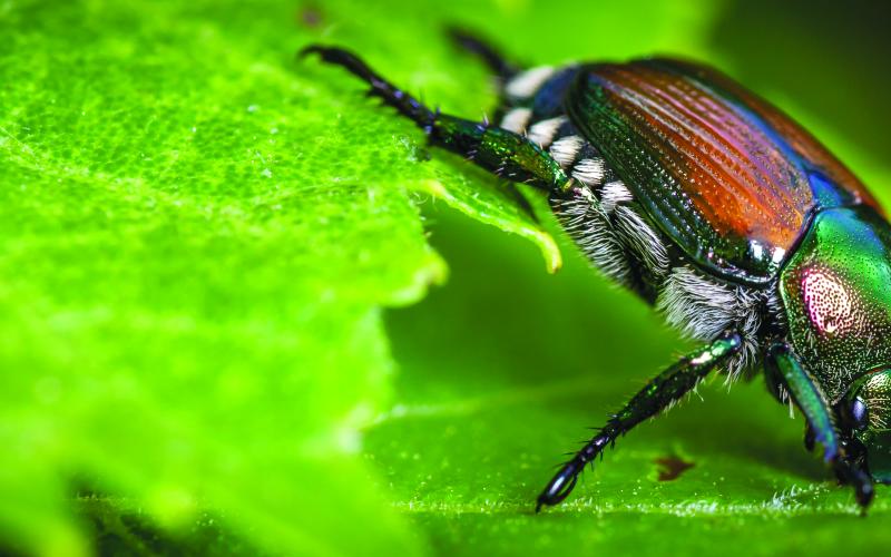 Japanese Beetle