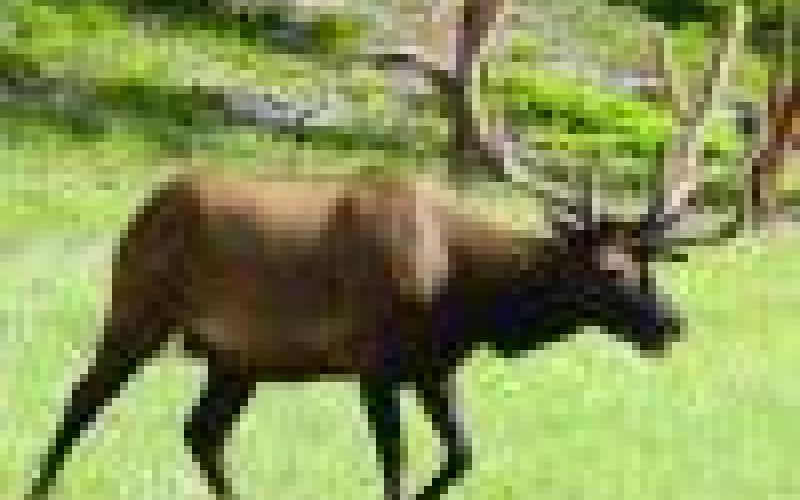 The size of the bull’s rack is designed to impress the lady elk and his rivals.