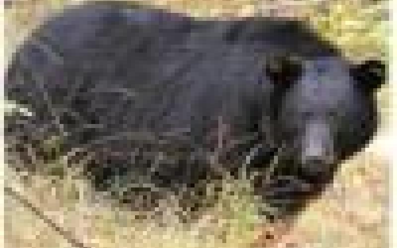 We met this bear bulking up for winter by flipping logs to get at a feast of grubs