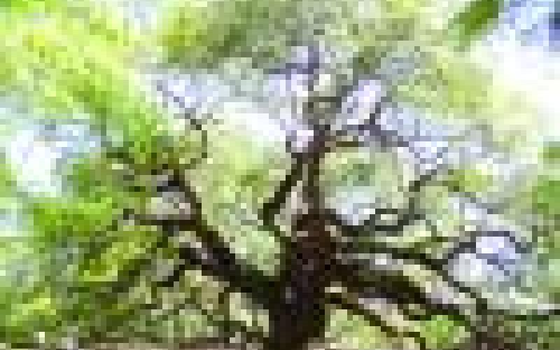 Angel Oak near Charleston is the largest live oak east of the Mississippi.