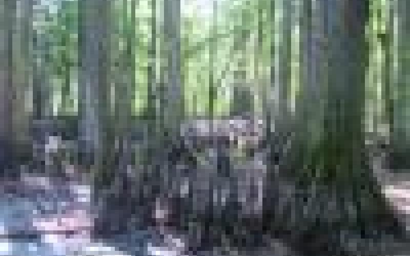 Bald cypresses survive in the swamp by breathing through specially adapted roots called “knees” that rise above water level.