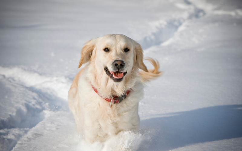 pets winter