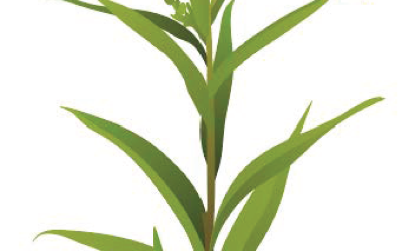ragweed