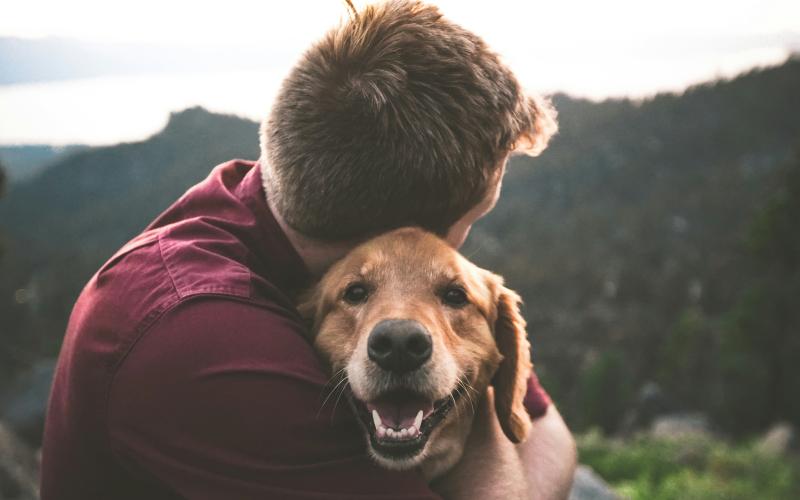 Keep pets safe