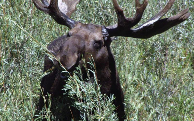 Moose prefer to hang out near streams where they can feed on willows or on lakes where there is plenty of submerged vegetation.