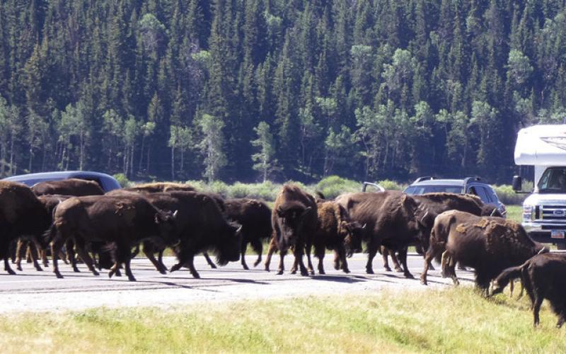 This year, the bison jams were all near Triangle X Ranch rather than in Antelope Flats.