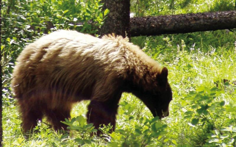 How far can you see a bear in the woods?