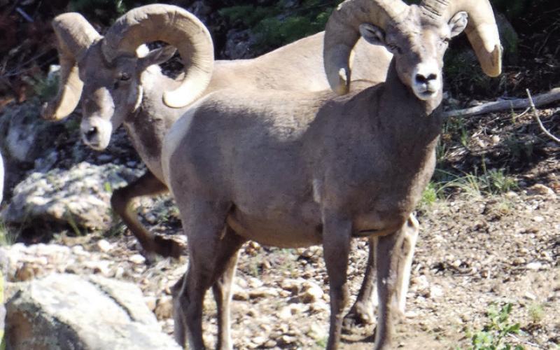 Bighorn rams served as rearguard while the ewes and lambs made their way down the canyon.