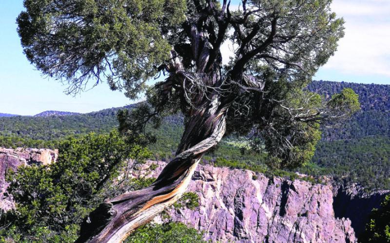The winds and harsh winters at 8,000 feet twist the junipers and pinyon pines into interesting shapes.