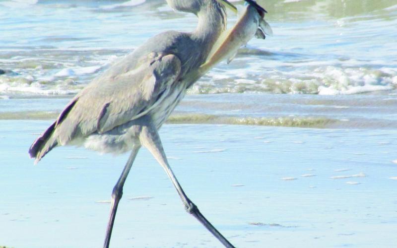 A blue heron fishing by the water.