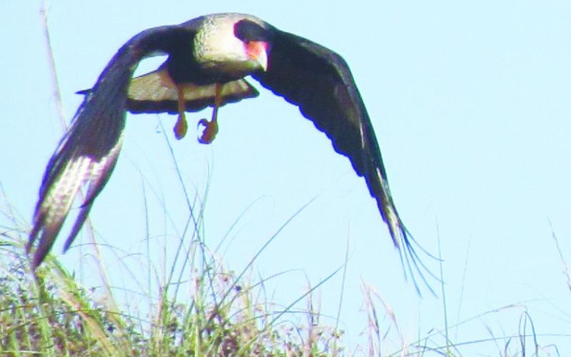 A caracara, or Mexican eagle, hunting in the dunes.