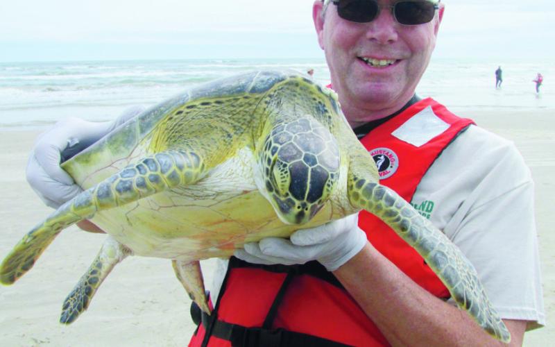 Rangers and volunteers return cold-stunned sea turtles to the Gulf after recovery.