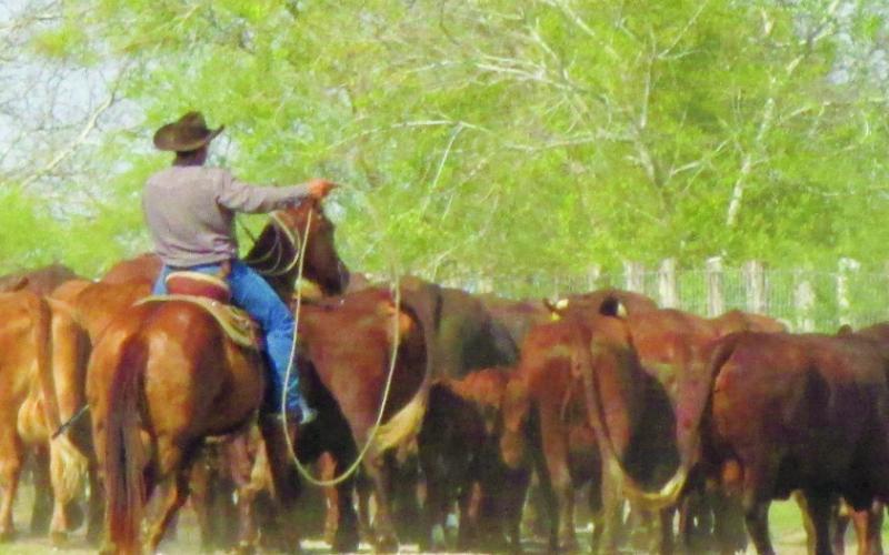 On the King Ranch, the tour shows the cowboys at work.