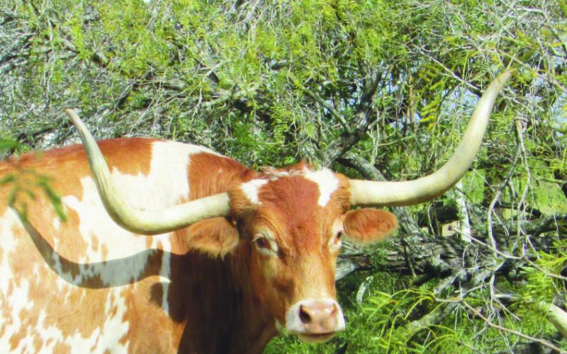 The ranch maintains a small herd of Longhorns to preserve the gene pool and to satisfy tourists.