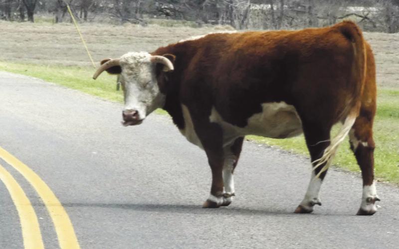 A free roaming descendant of LBJ’s prized Hereford.