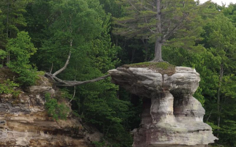 Tree roots are still attached to shore while the rock beneath it is heading out to sea.