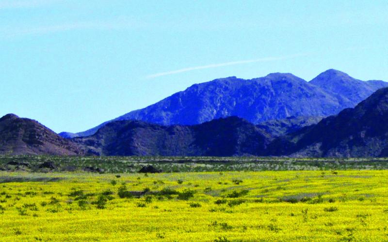 Hundreds of acres of desert gold flowers helped qualify it as a Super Bloom.