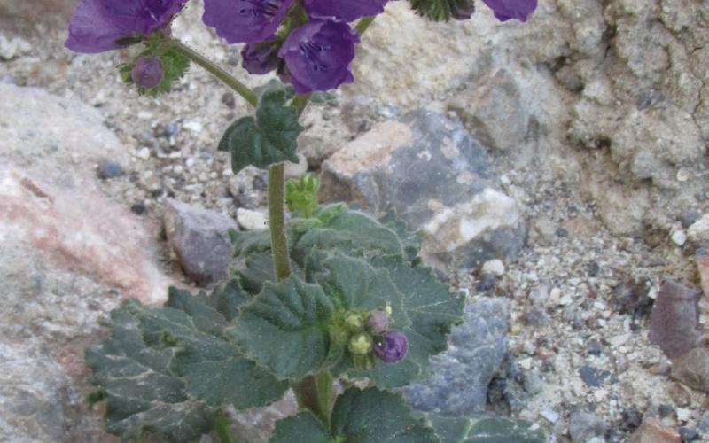The blue of notch-leaf phacelia does not dominate the landscape, but it does provide dramatic highlights.