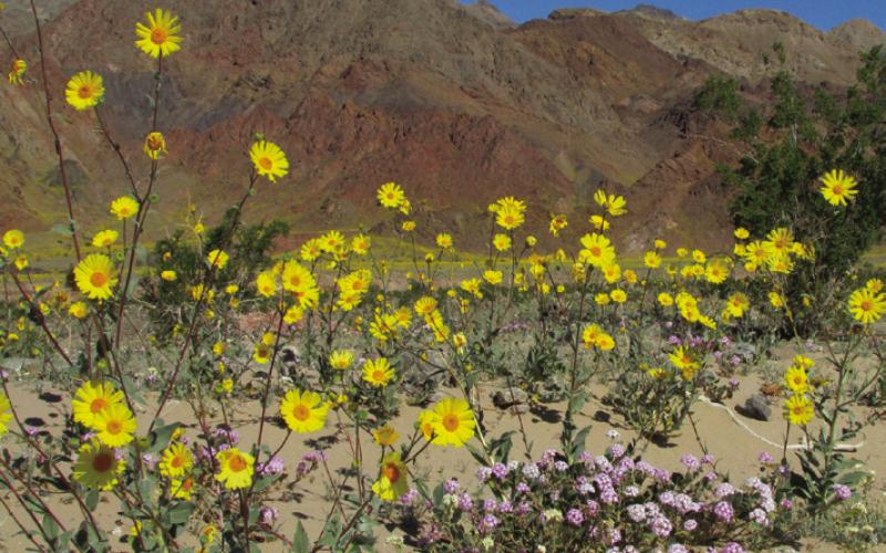 The seeds of desert flowers can wait patiently for decades to get their chance to shine.